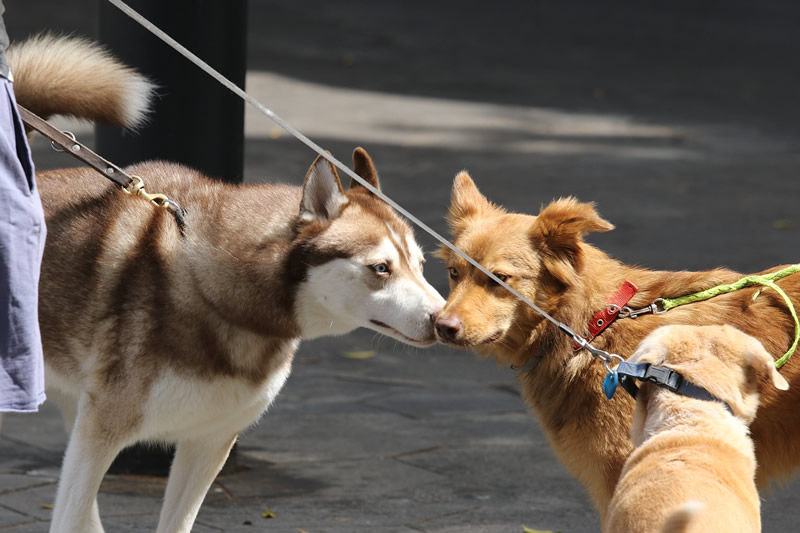 is it safe for dogs to sniff each other?