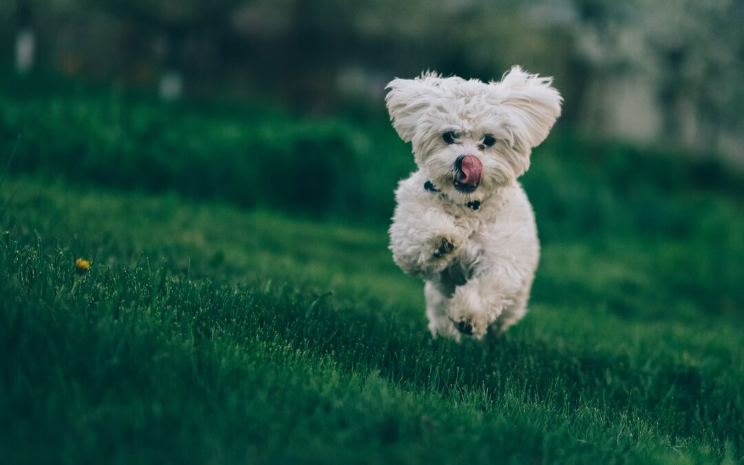 Why my dog should know a “Recall”?