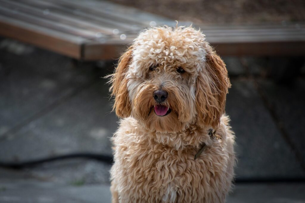 Happy dog waitinf for next task from a daily routine plajn