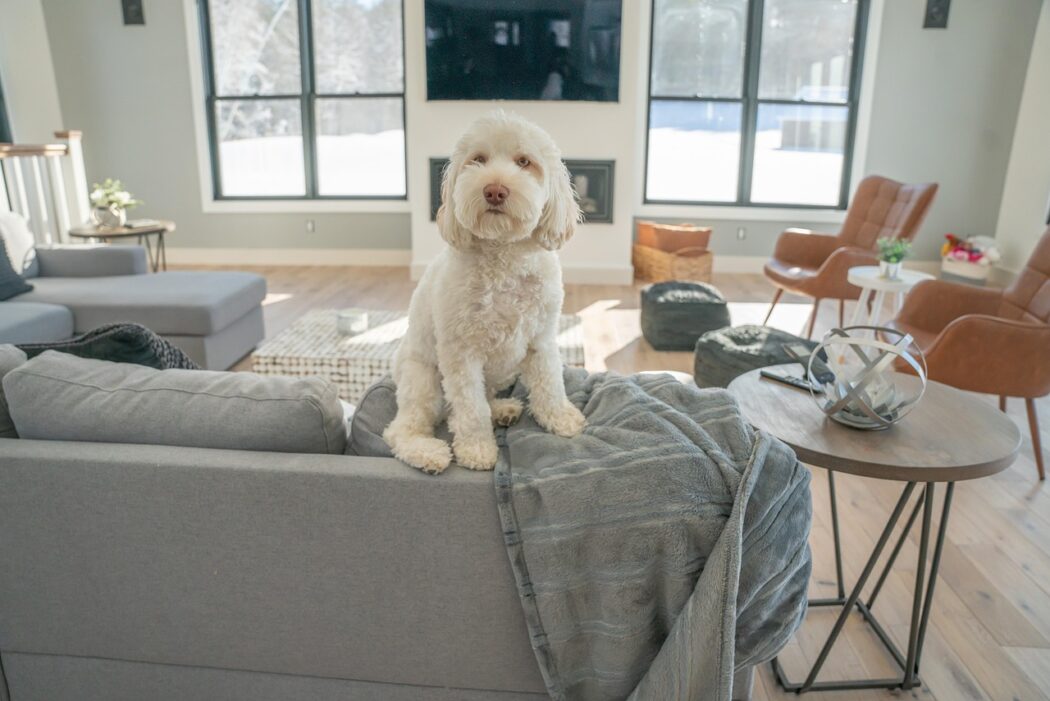 Consistency in dog training