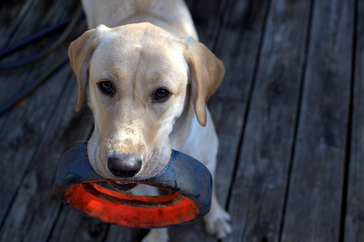 Motivation in dog training – the foundation of learning, trust, and cooperation between human and dog