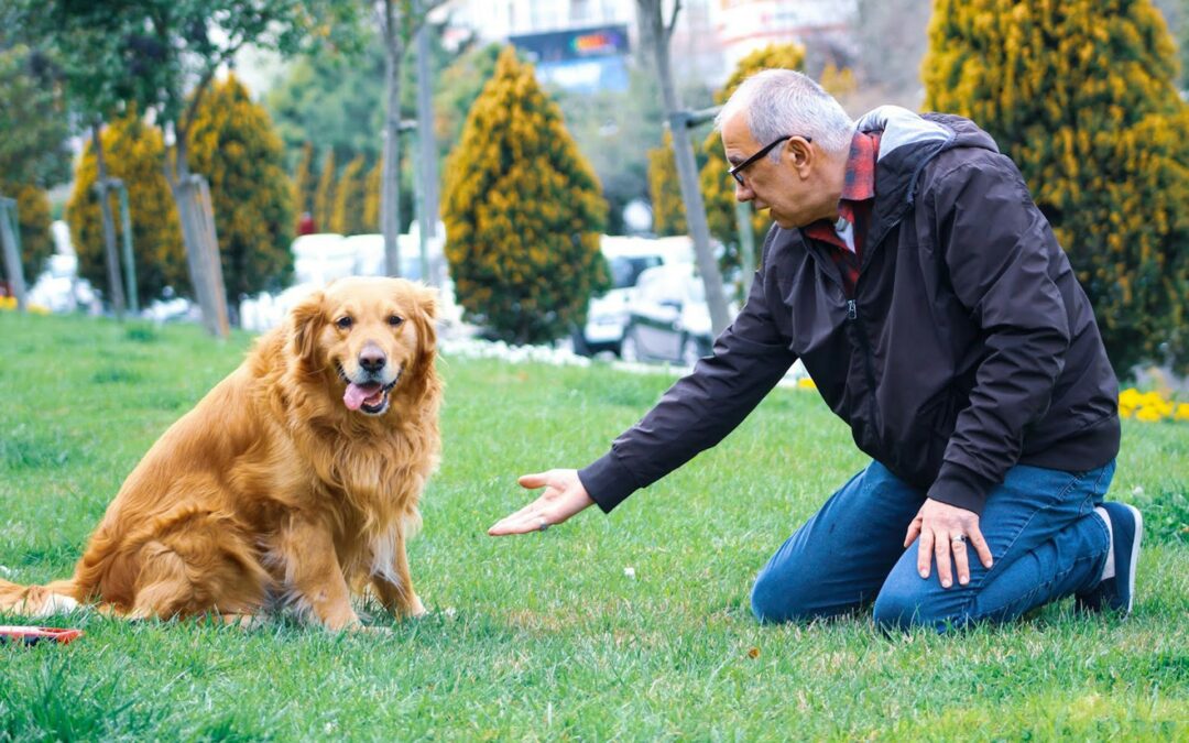 3rd Fundamental Rule in Dog Training: Clear Communication – The Key to Understanding Between Humans and Dogs