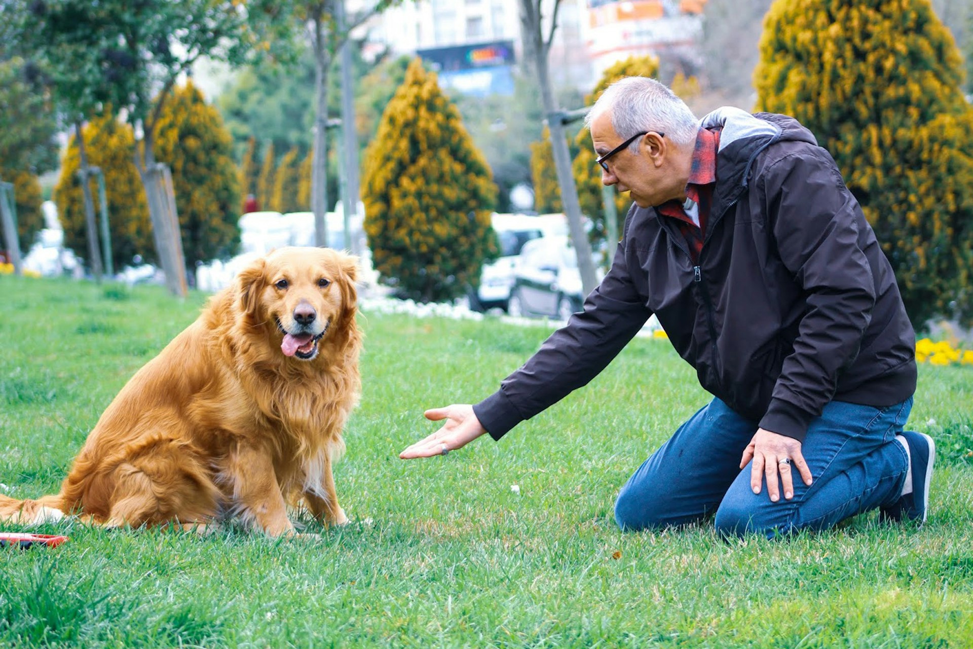 Unclear communication in dog training – building understanding and cooperation between human and dog