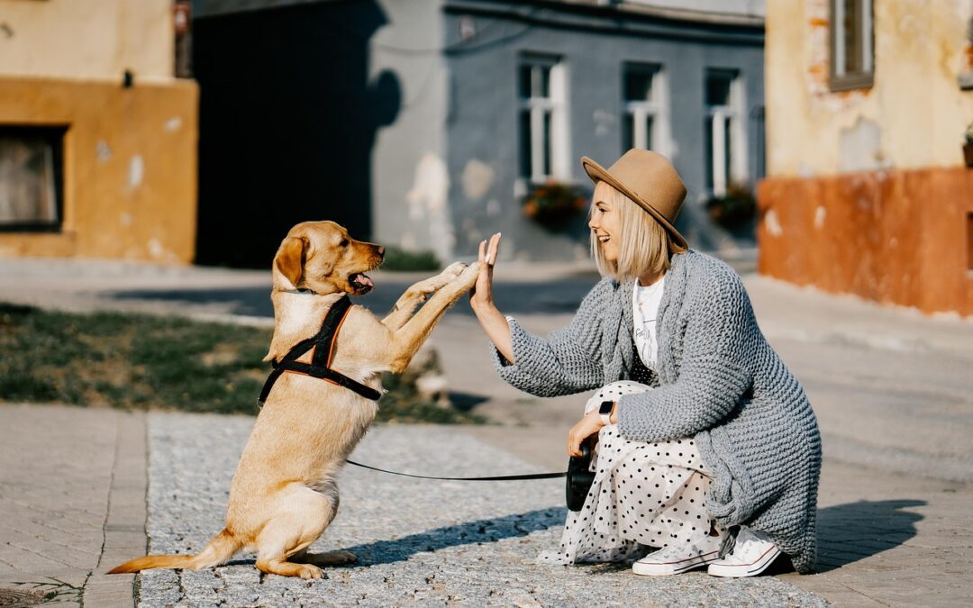 5 Fundamental Rules for Successful Dog Training